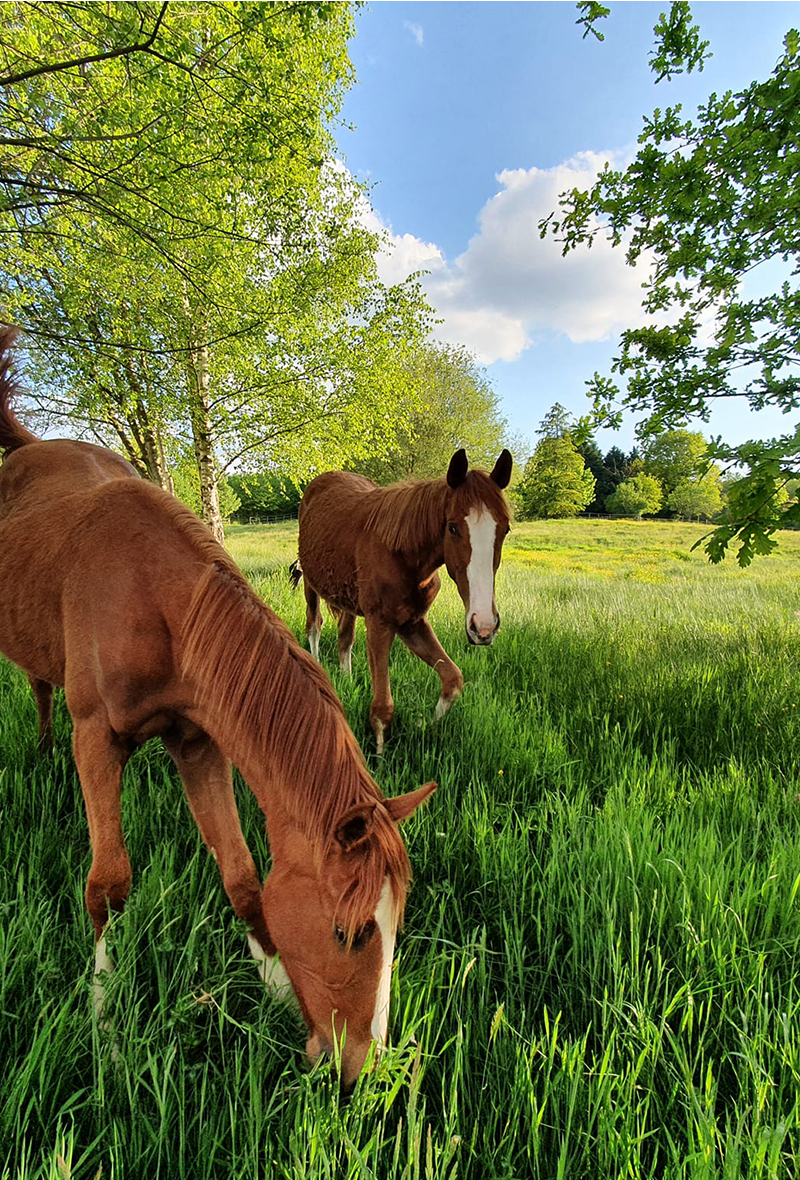 SOIN DU CHEVAL - devubel.fr