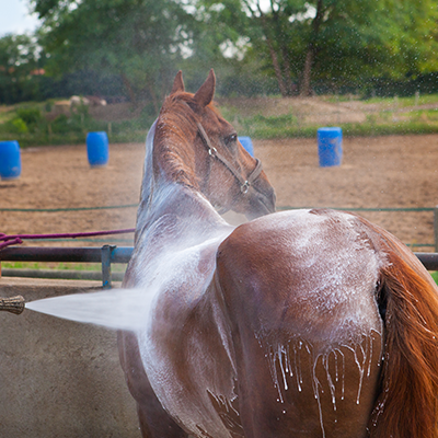 EQUIPEMENT ET SOIN DU CHEVAL - devubel.fr