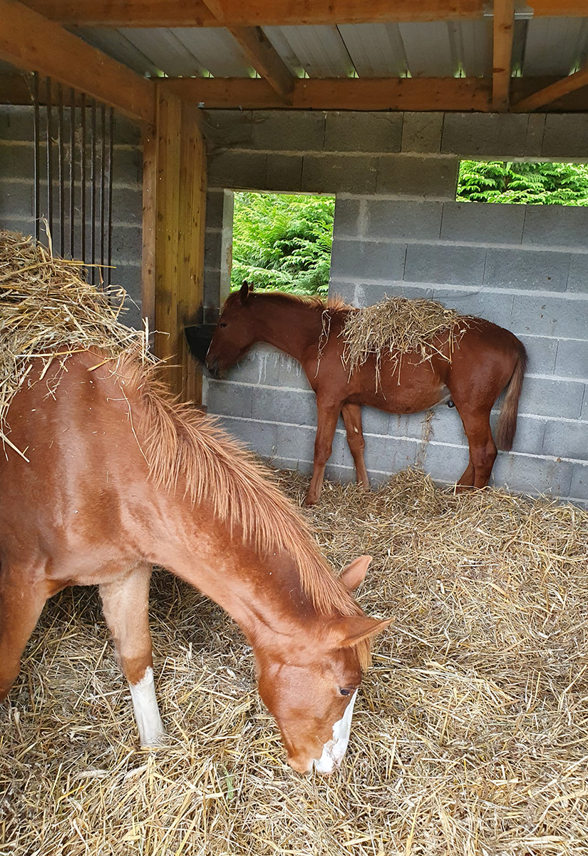 SOIN DU CHEVAL - devubel.fr