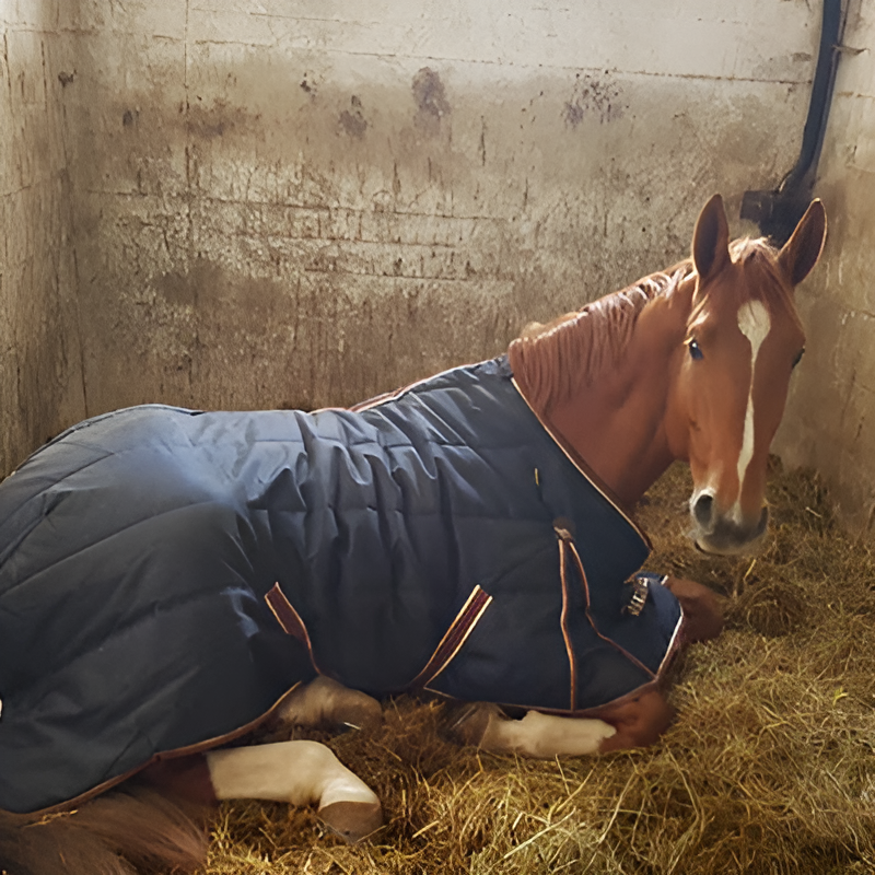 EQUIPEMENT ET SOIN DU CHEVAL - devubel.fr